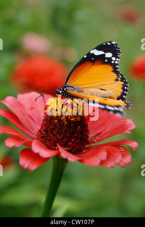 Saugen Honig aus die wunderschöne Dahlie Blume Schmetterling. Detailansicht der gestreifte Tiger Schmetterling sitzt auf Blume Stockfoto