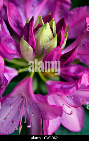 Rhododendron zu blühen beginnen Stockfoto