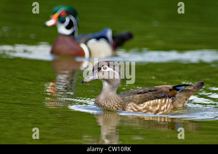 Männliche und weibliche Brautente Schwimmen am See im südlichen Indiana Stockfoto