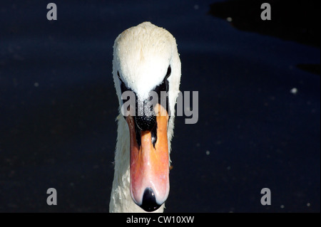 SWAN GESICHT AUF Stockfoto