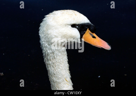 WHITE SWAN KOPF Stockfoto