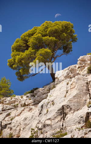 Einsamer Baum wächst aus Fels in den Calanques bei Cassis, Provence Frankreich Stockfoto