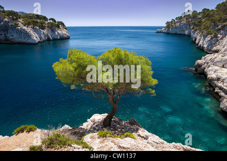 Einsame Kiefer wächst aus Fels in den Calanques bei Cassis, Provence Frankreich Stockfoto
