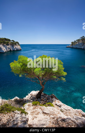 Einsame Kiefer wächst aus Fels in den Calanques bei Cassis, Provence Frankreich Stockfoto