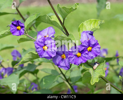 Paraguay Nachtschatten aka blaue Kartoffel Bush, Solanum Rantonnetii, Solanaceae Stockfoto