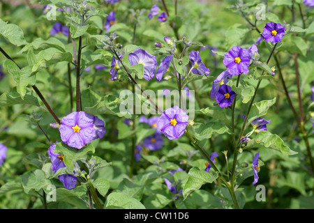 Paraguay Nachtschatten aka blaue Kartoffel Bush, Solanum Rantonnetii, Solanaceae Stockfoto
