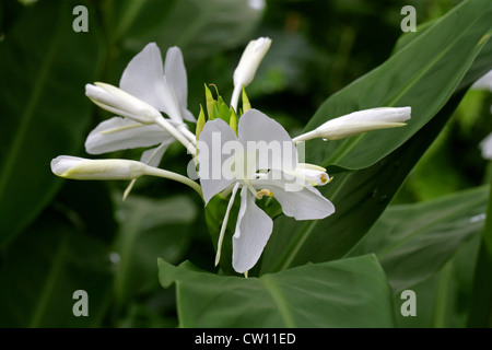 White Ginger Lily oder Schmetterling Lilie, Hedychium Coronarium, Zingiberaceae. Himalaya, Asien. Stockfoto