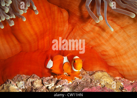 Ein Clown, Anemonenfischen Amphiprion percula, tendenziell Eier an der Unterseite der Host Magnificent Anemone, Heteractis magnifica. Stockfoto