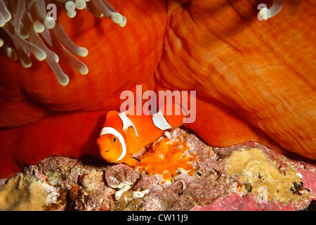 Ein Clown, Anemonenfischen Amphiprion percula, tendenziell Eier an der Unterseite der Host Magnificent Anemone, Heteractis magnifica. Stockfoto