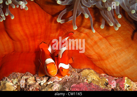 Paar Clown Anemonenfischen, Amphiprion Percula tendenziell Eiablage auf Basis des Wirtes prächtigen Anemone, Heteractis Magnifica. Stockfoto