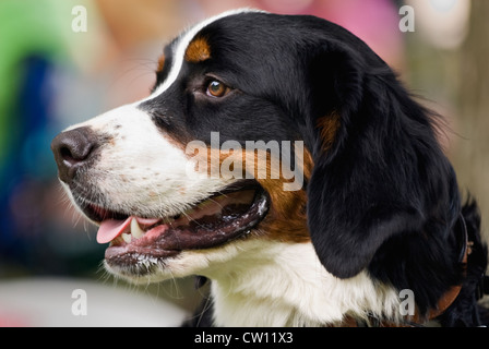 Porträt einer jungen Berner Sennenhund Stockfoto