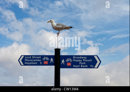 Seagull saß oben auf der Wegweiser auf der Promenade in Morecambe, Lancashire Stockfoto