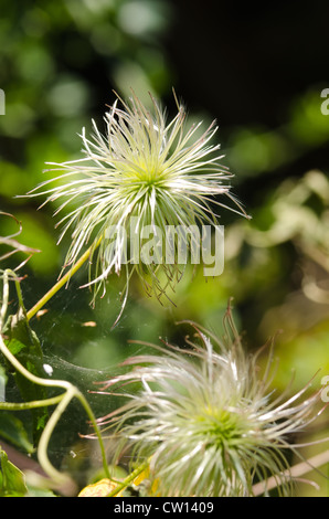 Attraktive Clematis Kletterer wispy flauschig weichen Köpfe schlanke Thread Wind Samenausbreitung Stockfoto