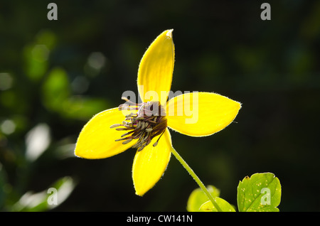 Attraktive Clematis Kletterer leuchtendes goldgelb mit langen Staubbeuteln Staubfäden und Blütenblätter gegen Laub Stockfoto