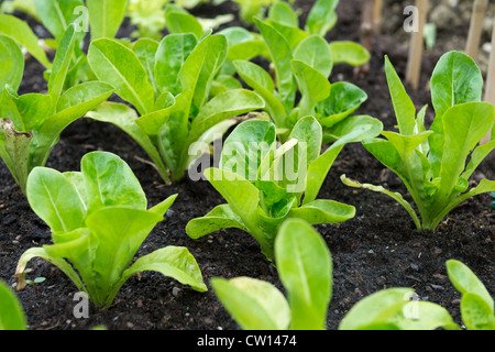 Kleines Juwel Kopfsalat Pflanzen wachsen in einem Hochbeet Stockfoto