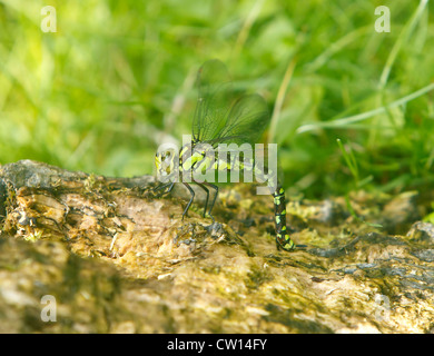 Südlichen Hawker Aeshna Cyanea Weibchen legen ihr Eiern auf faulenden Holz oxfordshire Stockfoto