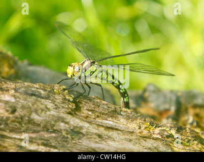 Südlichen Hawker Aeshna Cyanea Weibchen legen ihr Eiern auf faulenden Holz oxfordshire Stockfoto