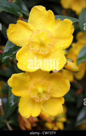 Rose von Sharon Hypericum 'Hidcote' Stockfoto