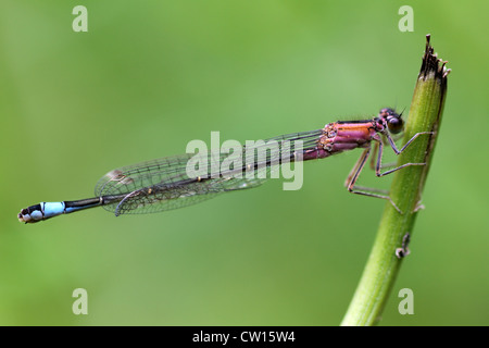 Blau-tailed Damselfly Ischnura Elegans - weiblichen rosa saniert Form Stockfoto