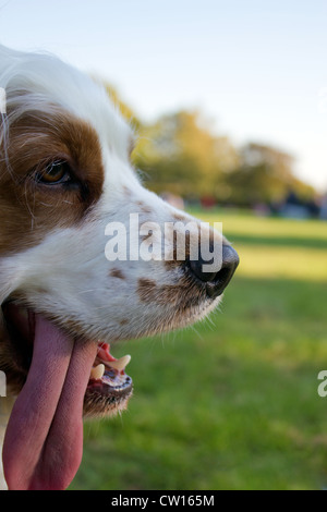 Hot-Dog Stockfoto