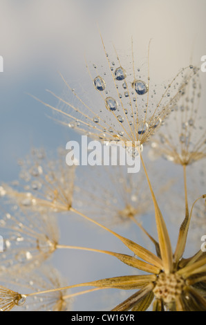 Wassertropfen Regen Löwenzahn Uhr Ausbreitung Samen Saatgut Regenschirm weiße Runde Kopf gegen blauen Himmel Stockfoto