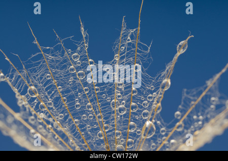 Wassertropfen Regen Löwenzahn Uhr Ausbreitung Samen Saatgut Regenschirm weiße Runde Kopf gegen blauen Himmel Stockfoto