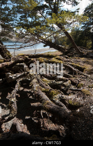 An den Ufern der Seen Mavora wurden Teile des Films "Lord of the Rings" in der New Zealand südlichen Alpen hergestellt. Stockfoto