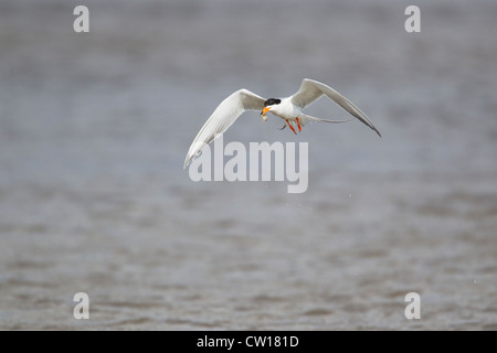 Forsters Tern - im Flug Zucht Gefieder mit Fisch Sterna Forsteri Küste von Texas, USA BI023030 Stockfoto