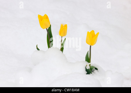 Tulpe Blumen im Frühling Schneesturm, Greater Sudbury, Ontario, Kanada Stockfoto