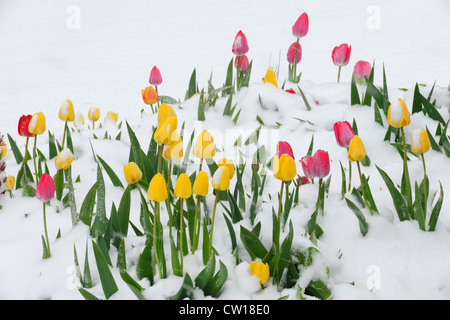 Tulpe Blumen im Frühling Schneesturm, Greater Sudbury, Ontario, Kanada Stockfoto