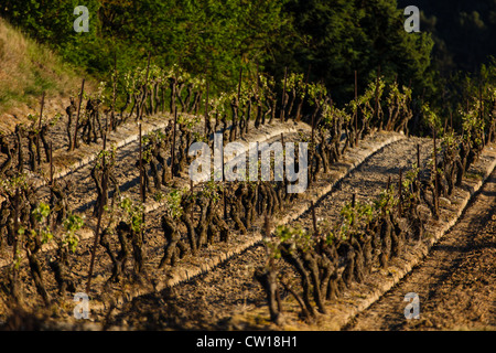 Ordentlich gepflegten Reihen der Weinreben auf einem sanften Hügel hinter die mittelalterliche Stadt Carcassonne Frankreich. Stockfoto