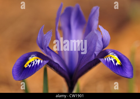 Crested Zwergiris (Iris Cristata) - in einem eingebürgerten Garten, Greater Sudbury, Ontario, Kanada Stockfoto