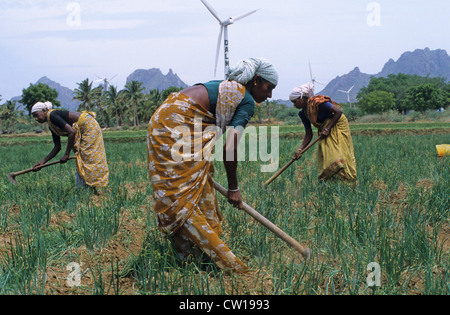 Indien-Tamil Nadu Kannyakumari Cape Comorin, Windpark mit großen Windkraftanlagen zur Stromerzeugung, Frauen Arbeit auf Hof, Jäten im Zwiebelfeld Stockfoto