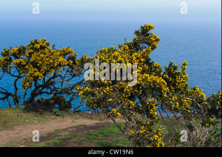 Küste bei Teufelsloch, Insel Jersey, Kanalinseln Stockfoto