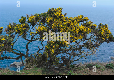 Küste bei Teufelsloch, Insel Jersey, Kanalinseln Stockfoto