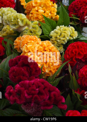 Nahaufnahme der Celosia Cristata Blumen, in einer Vielzahl von Farben erhältlich. Stockfoto