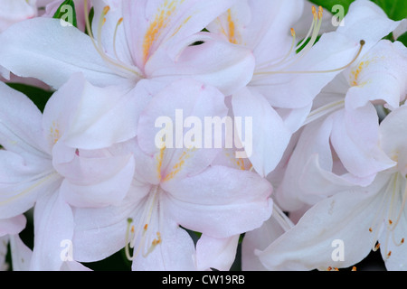 Northern Lights Azalee (Rhododendron "Northern Lights"), Greater Sudbury, Ontario, Kanada Stockfoto