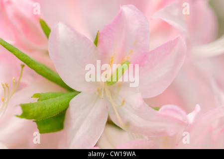 Northern Lights Azalee (Rhododendron "Northern Lights"), Greater Sudbury, Ontario, Kanada Stockfoto