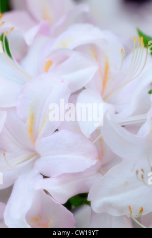 Northern Lights Azalee (Rhododendron "Northern Lights"), Greater Sudbury, Ontario, Kanada Stockfoto