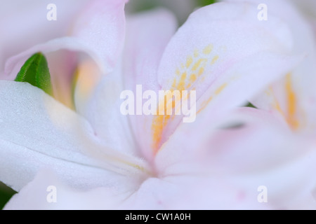 Northern Lights Azalee (Rhododendron "Northern Lights"), Greater Sudbury, Ontario, Kanada Stockfoto