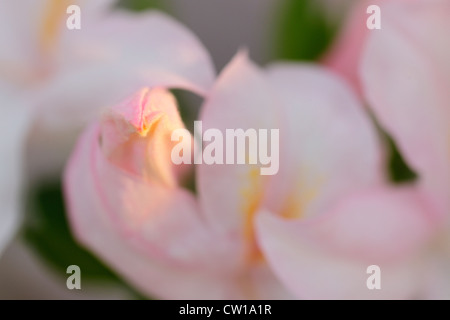 Northern Lights Azalee (Rhododendron "Northern Lights"), Greater Sudbury, Ontario, Kanada Stockfoto