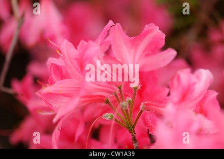 Northern Lights Azalee (Rhododendron "Northern Lights"), Greater Sudbury, Ontario, Kanada Stockfoto