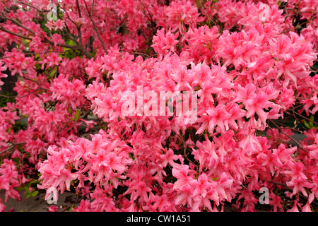 Northern Lights Azalee (Rhododendron "Northern Lights"), Greater Sudbury, Ontario, Kanada Stockfoto