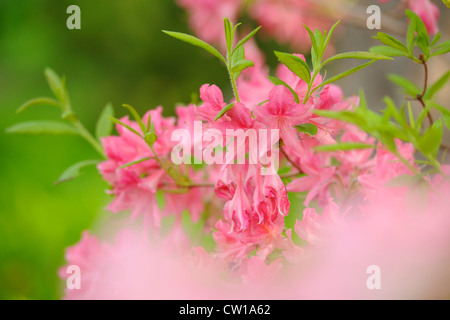 Northern Lights Azalee (Rhododendron "Northern Lights"), Greater Sudbury, Ontario, Kanada Stockfoto