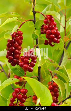 Reitens (Prunus Virginiana) Beeren, Greater Sudbury, Ontario, Kanada Stockfoto