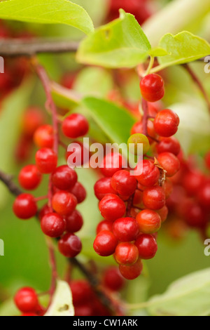 Reitens (Prunus Virginiana) Beeren, Greater Sudbury, Ontario, Kanada Stockfoto