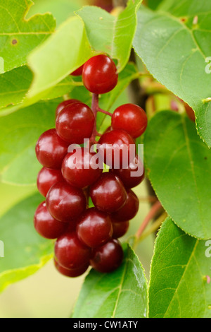 Reitens (Prunus Virginiana) Beeren, Greater Sudbury, Ontario, Kanada Stockfoto