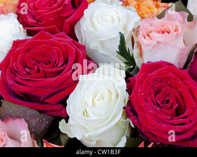 mehreren bunten Rosen hautnah Stockfoto