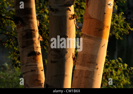 Weiße Birke (Betula Papyrifera) Stämme im Abendlicht, Wanup, Ontario, Kanada Stockfoto