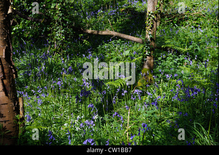 Bluebell (Endymion Nonscriptus) in Bluebell Holz in Fort Feld, Insel Guernsey, Channel Islands Stockfoto